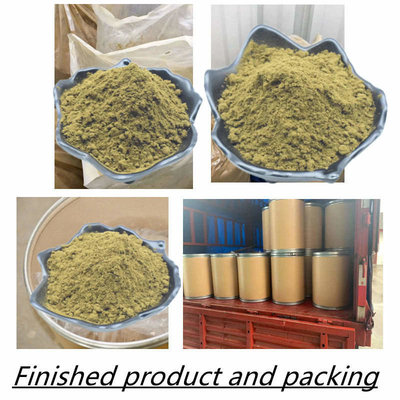 Kahverengi Sarı Ajuga Turkestanica Tozu %10 %20 Yüksek Ecdysteroid İçeriği