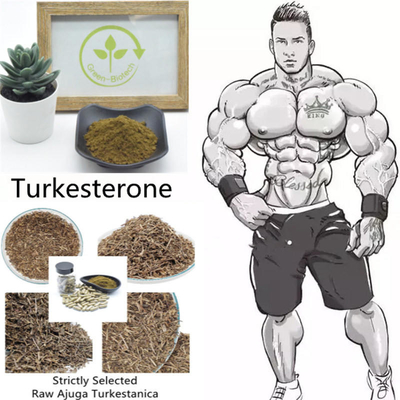 Işınlanmamış Ajuga Turkestanica Özü Tozu %2 %10 %40
