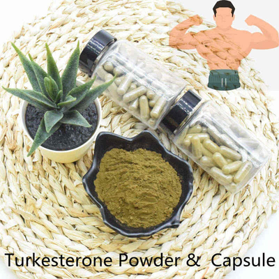 Kahverengi Sarı Ajuga Turkestanica Tozu %10 %20 Yüksek Ecdysteroid İçeriği