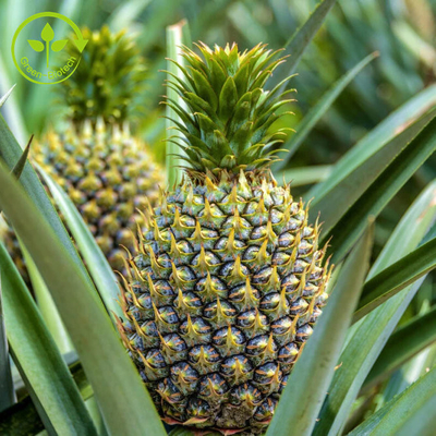 Bromelain Enzim Tozu ile 100000u / G Ananas Meyve Özü