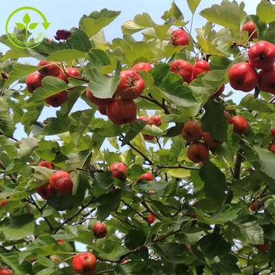 Alıç Berry Özü Flavonlar% 80 Toz Crataegus Yaprağı Ekstresi