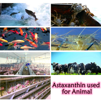 Antioksidan Haematococcus Pluvialis Özü% 10 Astaksantin Tozu Takviyeleri