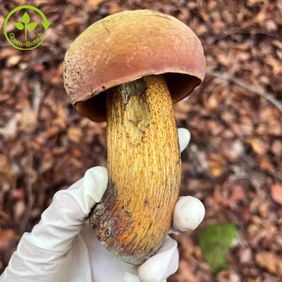 Gıda Sınıfı King Bolete Özü Boletus Edulis Özü% 30 Polisakkarit Tozu