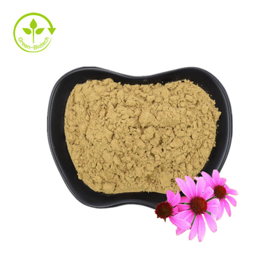 Echinacea Purpurea Ekstrakt Saf Toz Organik Echinacea Ekstrakt Polifenoller 4%
