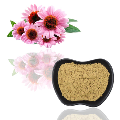 Echinacea Purpurea Extract 4% Polyphenols / Echinacea Purpurea / Taze ürünler
