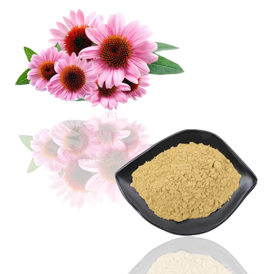 Doğal Organik Ekinezya Purpurea Özü Polifenol %2 - %4 Cichoric Asit %2 - %5