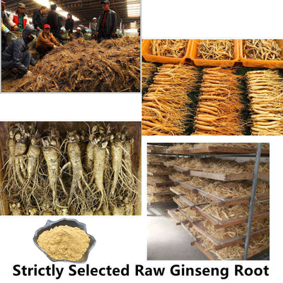 80 Mesh Ginseng Kökü Özü Tozu %1-80 Doğal Bitki Özleri